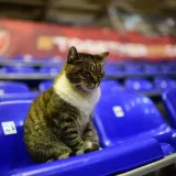 Uginula mačka Ljubica, bila je simbol dvorane Pionir i Crvene zvezde. Oglasila se i Euroliga