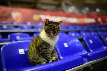 Uginula mačka Ljubica, bila je simbol dvorane Pionir i Crvene zvezde. Oglasila se i Euroliga
