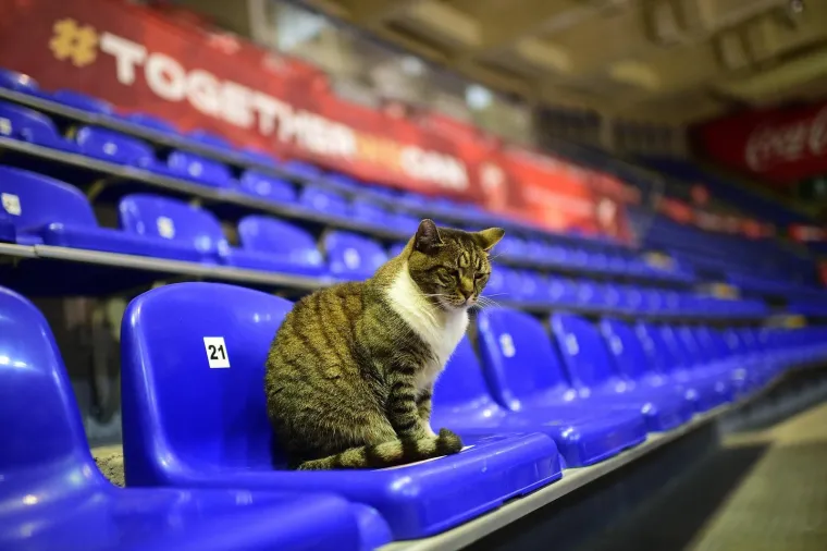 Uginula mačka Ljubica, bila je simbol dvorane Pionir i Crvene zvezde. Oglasila se i Euroliga