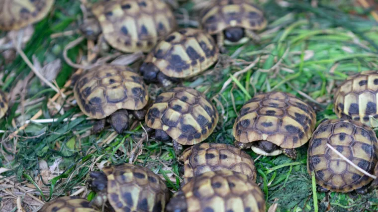 [KVIZ] Samo će rijetki znati kako se zovu skupine ovih životinja