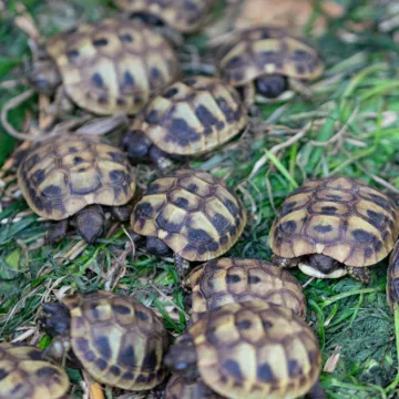 [KVIZ] Samo će rijetki znati kako se zovu skupine ovih životinja