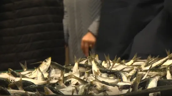 Omiljena riba vratila se na ribarnice, svi jedva dočekali, ali cijena vi&scaron;e nije ista