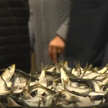 Omiljena riba vratila se na ribarnice, svi jedva dočekali, ali cijena vi&scaron;e nije ista