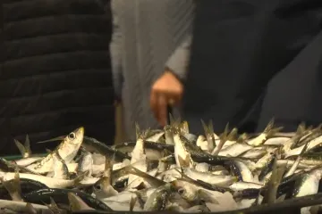 Omiljena riba vratila se na ribarnice, svi jedva dočekali, ali cijena vi&scaron;e nije ista