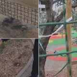 Vandalizam u Makarskoj! Počupali 200 biljaka i uni&scaron;tili dječje igrali&scaron;te: 'Znaju dolaziti narkomani...'