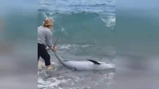 Nasukani dupin na plaži u Orebiću: Zajedničkim naporima vraćem u more