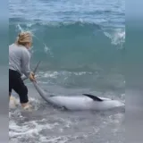 Nasukani dupin na plaži u Orebiću: Zajedničkim naporima vraćem u more