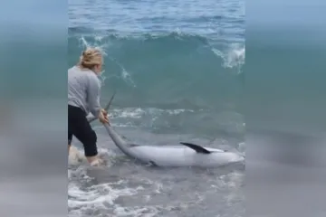 Nasukani dupin na plaži u Orebiću: Zajedničkim naporima vraćem u more