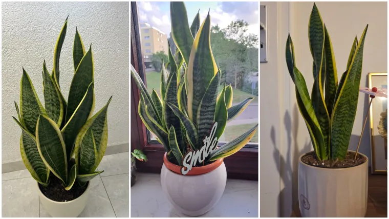 Otporna biljka neizostavna je u mnogim domovima: Izdvojili smo fotografije va&scaron;ih svekrvinih jezika