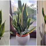 Otporna biljka neizostavna je u mnogim domovima: Izdvojili smo fotografije va&scaron;ih svekrvinih jezika