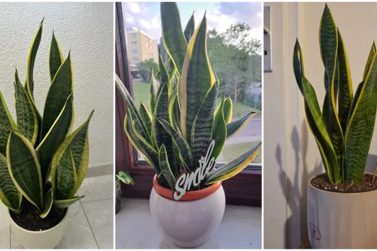 Otporna biljka neizostavna je u mnogim domovima: Izdvojili smo fotografije va&scaron;ih svekrvinih jezika