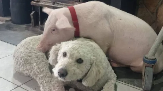 Otmica u Imotskom: Guccija su dva mu&scaron;karca strpala u kombi! Srećom, djeca su sve prijavila