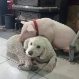 Otmica kod Makarske: Guccija su dva mu&scaron;karca strpala u kombi! Srećom, djeca su sve prijavila