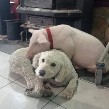 Otmica u Imotskom: Guccija su dva mu&scaron;karca strpala u kombi! Srećom, djeca su sve prijavila