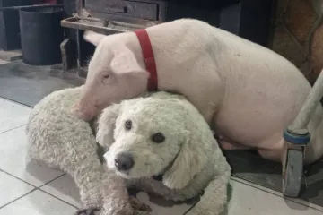 Otmica kod Makarske: Guccija su dva mu&scaron;karca strpala u kombi! Srećom, djeca su sve prijavila