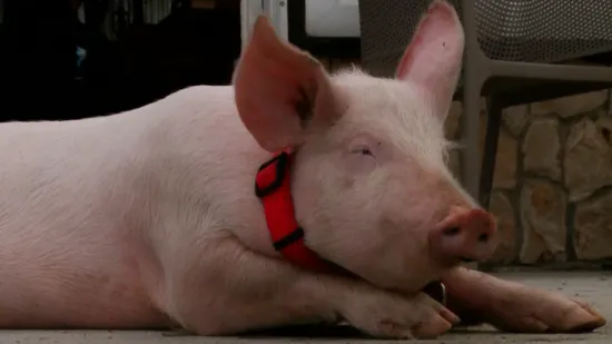 'U ponoć je zazvonio telefon'... Na&scaron;li su ga! Gucci vi&scaron;e nikad neće u kombi nepoznatih Imoćana