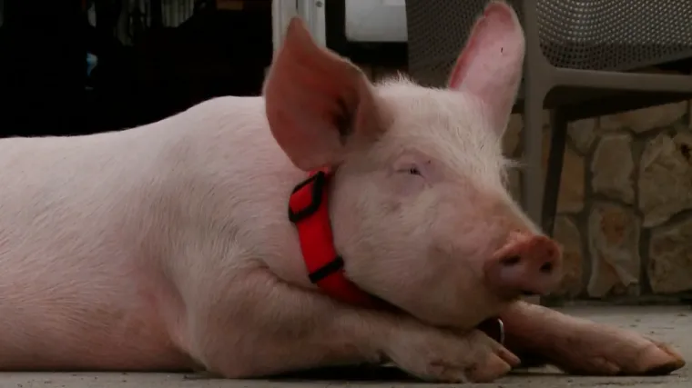 'U ponoć je zazvonio telefon'... Na&scaron;li su ga! Gucci vi&scaron;e nikad neće u kombi nepoznatih Imoćana