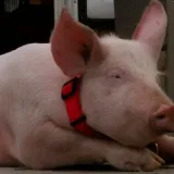 'U ponoć je zazvonio telefon'... Na&scaron;li su ga! Gucci vi&scaron;e nikad neće u kombi nepoznatih Imoćana