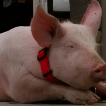 'U ponoć je zazvonio telefon'... Na&scaron;li su ga! Gucci vi&scaron;e nikad neće u kombi nepoznatih Imoćana