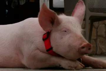 'U ponoć je zazvonio telefon'... Na&scaron;li su ga! Gucci vi&scaron;e nikad neće u kombi nepoznatih Imoćana