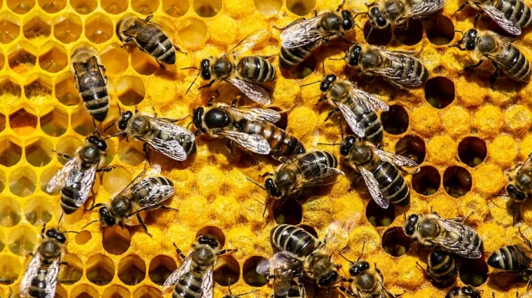 [KVIZ] Jesi li stručnjak koji zna ba&scaron; sve o pčelama?