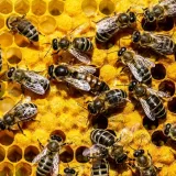 [KVIZ] Jesi li stručnjak koji zna ba&scaron; sve o pčelama?