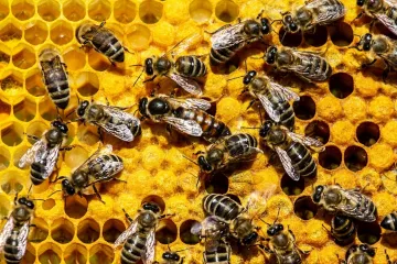 [KVIZ] Jesi li stručnjak koji zna ba&scaron; sve o pčelama?