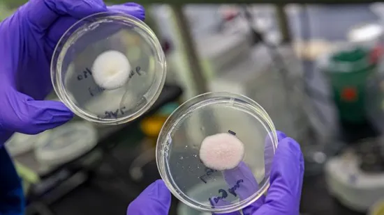 Ovaj &scaron;ećer mogao bi biti ključ za pobjedu smrtonosnih superbakterija otpornih na lijekove