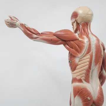 [KVIZ] Koliko zna&scaron; o mi&scaron;ićima ljudskog tijela?