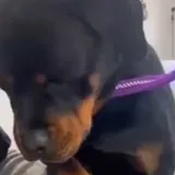 Dramatični rotvajler