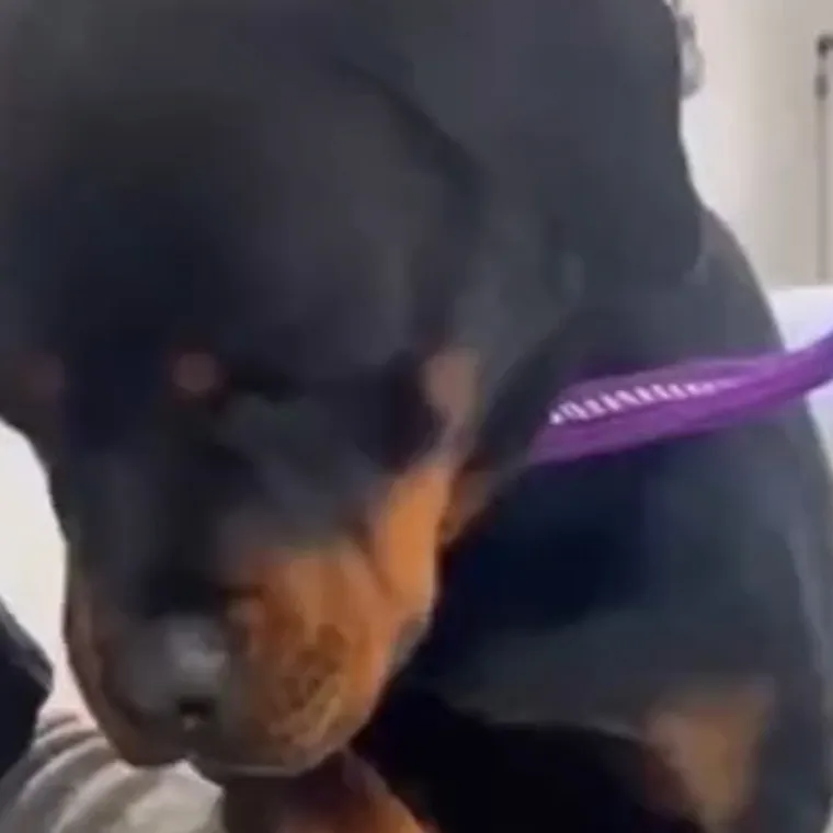 Dramatični rotvajler