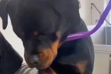 Dramatični rotvajler