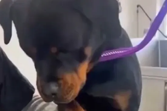 Dramatični rotvajler