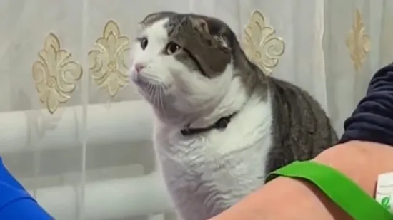 Jeste li ikad vidjeli ovoliko empatičnu macu? Silno ju je zabrinulo zdravlje vlasnice, video je hit