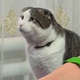 Jeste li ikad vidjeli ovoliko empatičnu macu? Silno ju je zabrinulo zdravlje vlasnice, video je hit