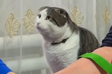 Jeste li ikad vidjeli ovoliko empatičnu macu? Silno ju je zabrinulo zdravlje vlasnice, video je hit