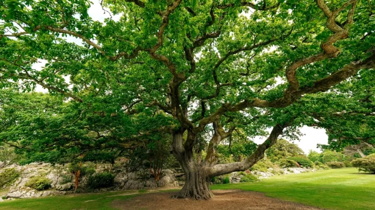 [KVIZ] Jesi li stručnjak koji zna sve o drveću?