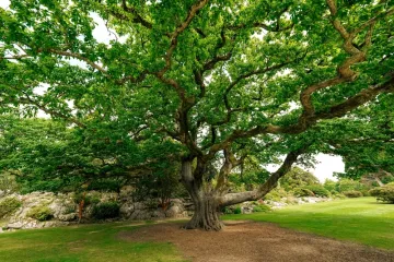 [KVIZ] Jesi li stručnjak koji zna sve o drveću?