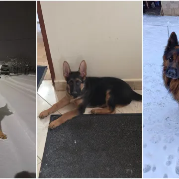 Oprez, o&scaron;tar pas! Ma ne, to su samo fotografije va&scaron;ih divnih njemačkih ovčara!