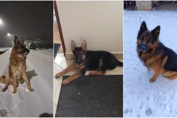 Oprez, o&scaron;tar pas! Ma ne, to su samo fotografije va&scaron;ih divnih njemačkih ovčara!