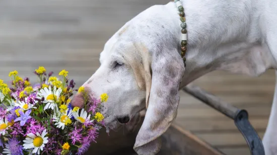 Opasnost vreba za Valentinovo: Neke vrste popularnog cvijeća otrovno je za va&scaron;e ljubimce