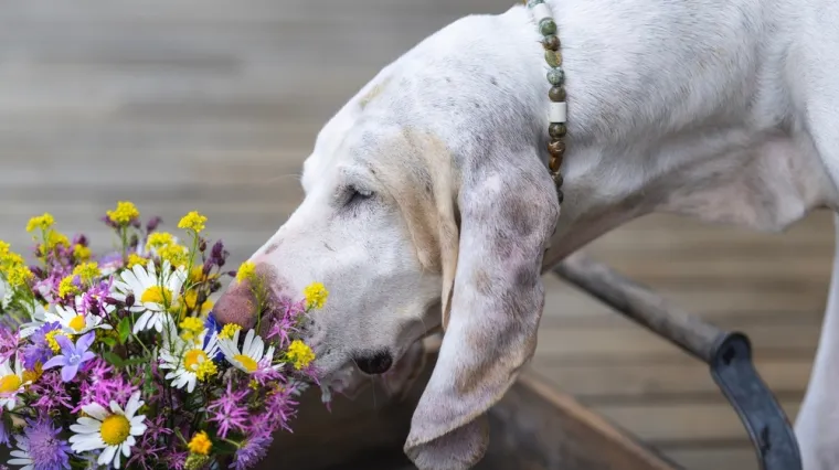 Opasnost vreba za Valentinovo: Neke vrste popularnog cvijeća otrovno je za va&scaron;e ljubimce