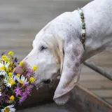 Opasnost vreba za Valentinovo: Neke vrste popularnog cvijeća otrovno je za va&scaron;e ljubimce