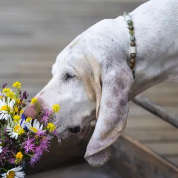 Opasnost vreba za Valentinovo: Neke vrste popularnog cvijeća otrovno je za va&scaron;e ljubimce