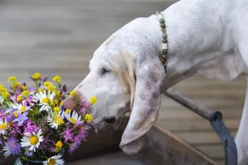 Opasnost vreba za Valentinovo: Neke vrste popularnog cvijeća otrovno je za va&scaron;e ljubimce