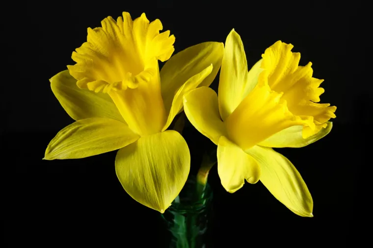 Opasnost vreba za Valentinovo: Neke vrste popularnog cvijeća otrovno je za va&scaron;e ljubimce