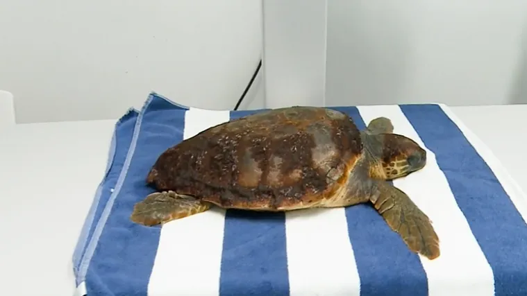 Doznajemo kako se oporavlja spa&scaron;ena glavata želva: 'Čeka je zahtjevan zahvat!'