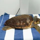 Doznajemo kako se oporavlja spa&scaron;ena glavata želva: 'Čeka je zatjevan zahvat!'