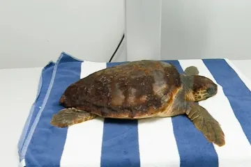 Doznajemo kako se oporavlja spa&scaron;ena glavata želva: 'Čeka je zahtjevan zahvat!'