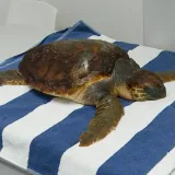 Ovu glavatu želvu čeka operacija u kojoj će sudjelovati četiri člana veterinarskog tima